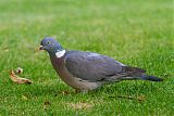 Common Wood-Pigeon